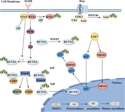 E3 ubiquitin ligases: key regulators of osteogenesis and potential therapeutic targets for bone disorders